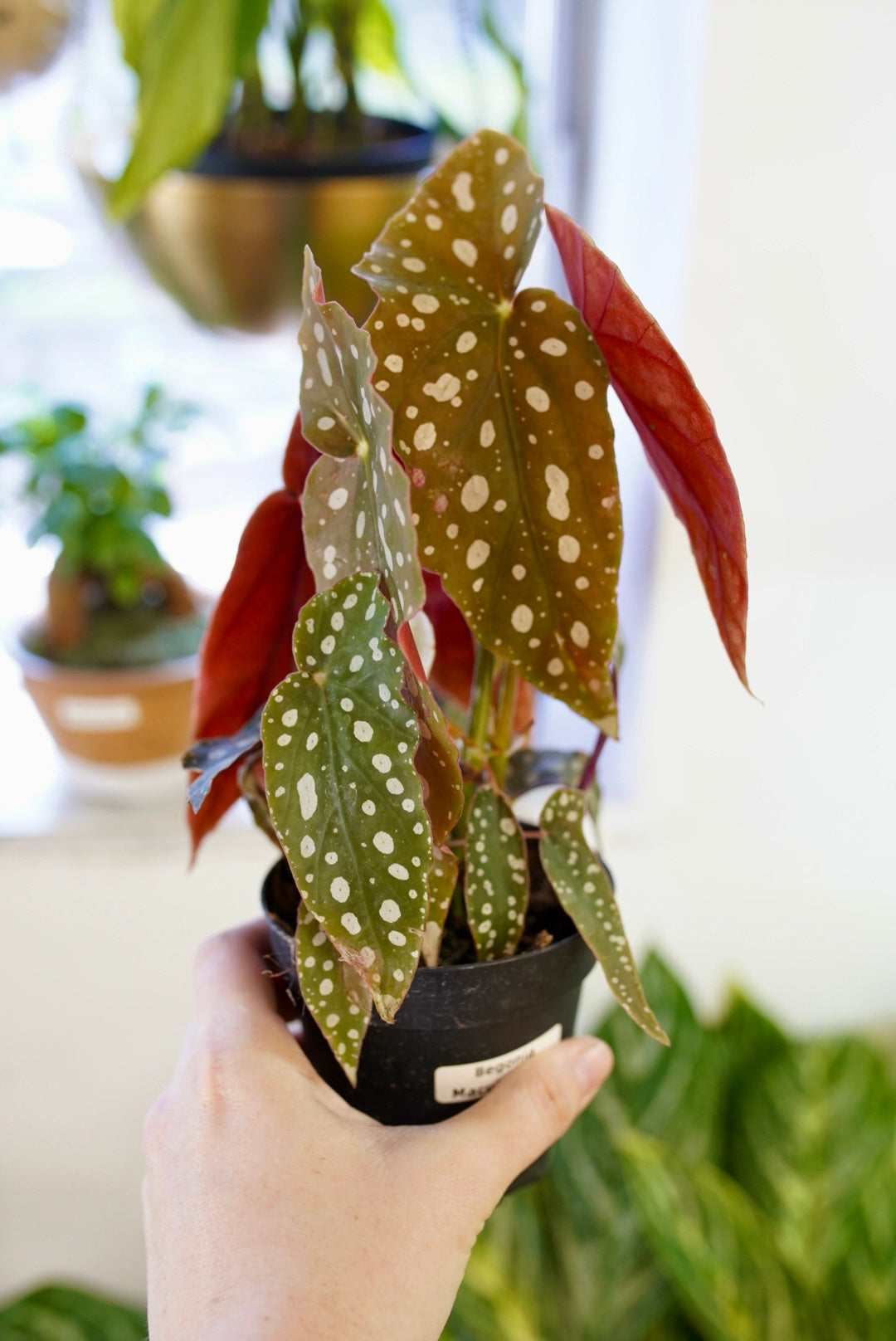 Begonia Maculata - Polka Dot Begonia