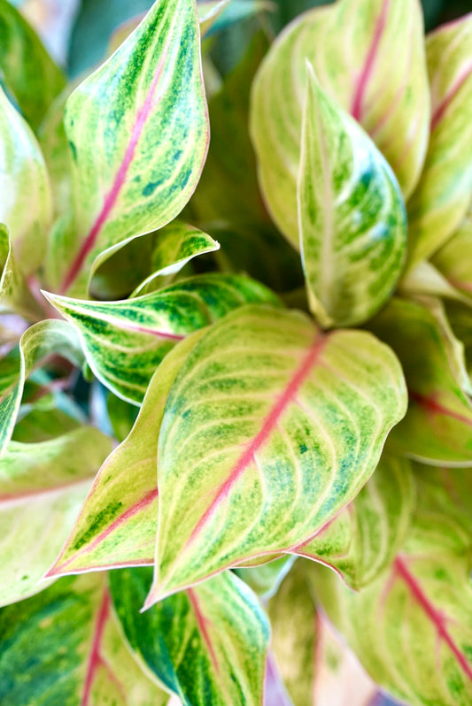 Aglaonema Golden Flourite