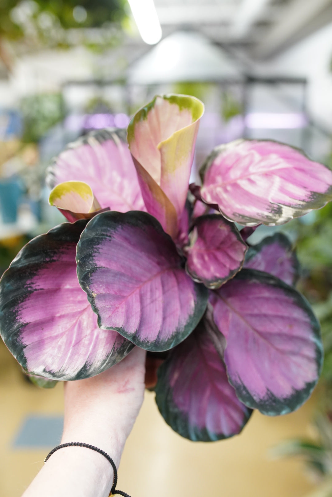 Calathea roseopicta 'Rosy'
