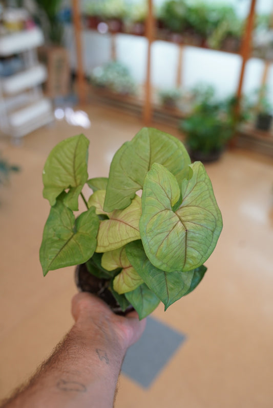 Syngonium podophyllum 'Berry Allusion'