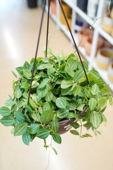 Dischidia ovata: Watermelon Dischidia
