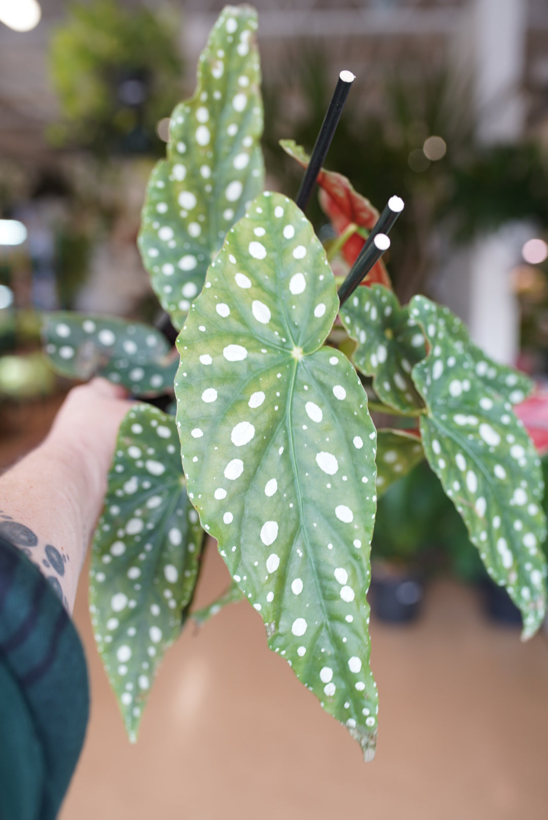 Begonia Maculata 'Polka Dot Begonia'