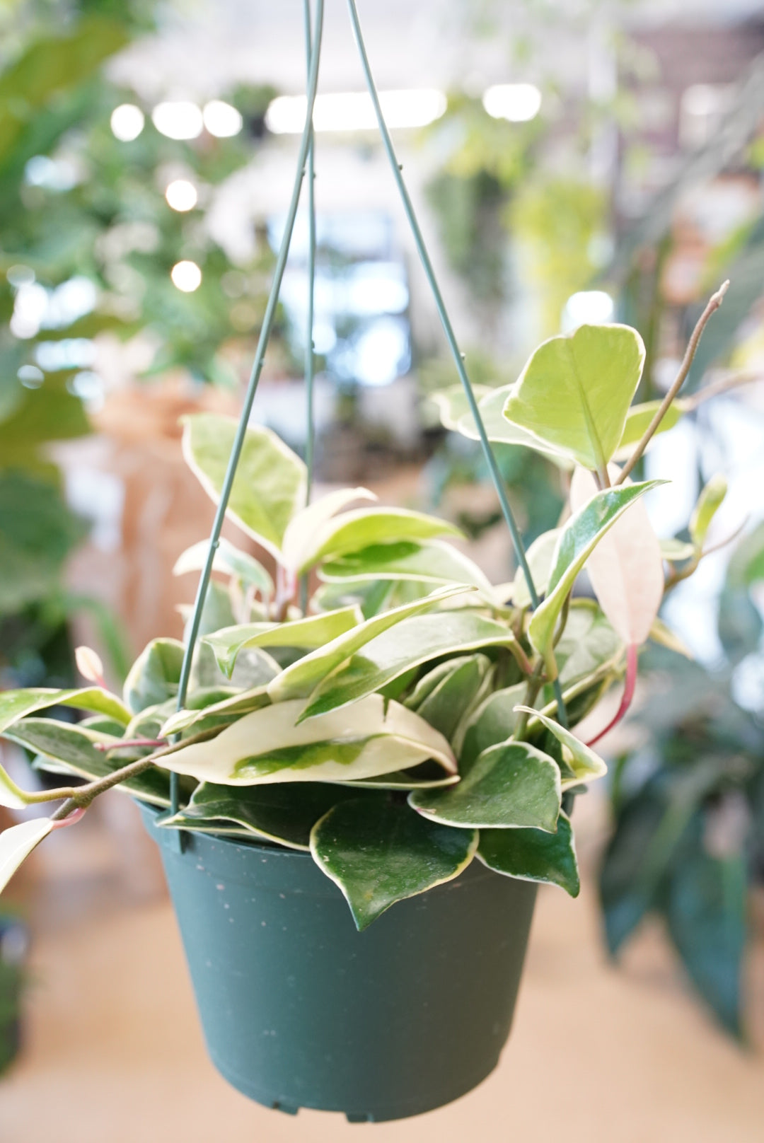 Ruby Flora Plant Shop
