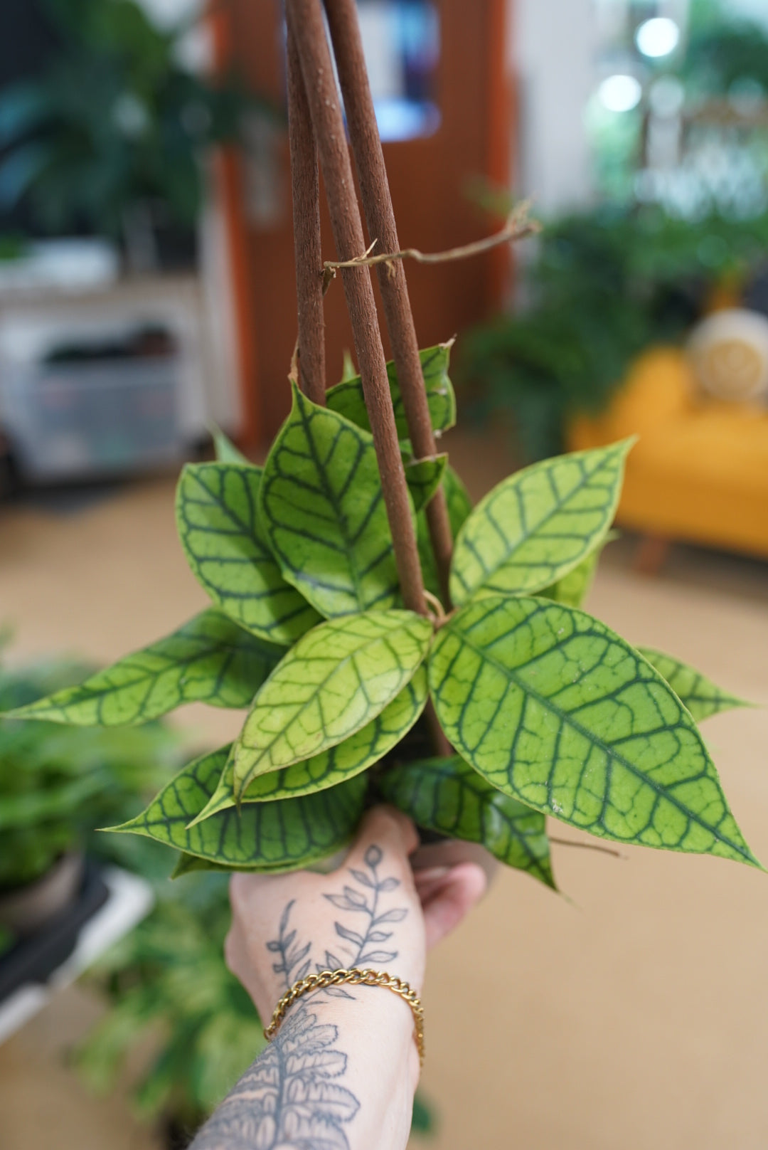 Hoya Callistophylla