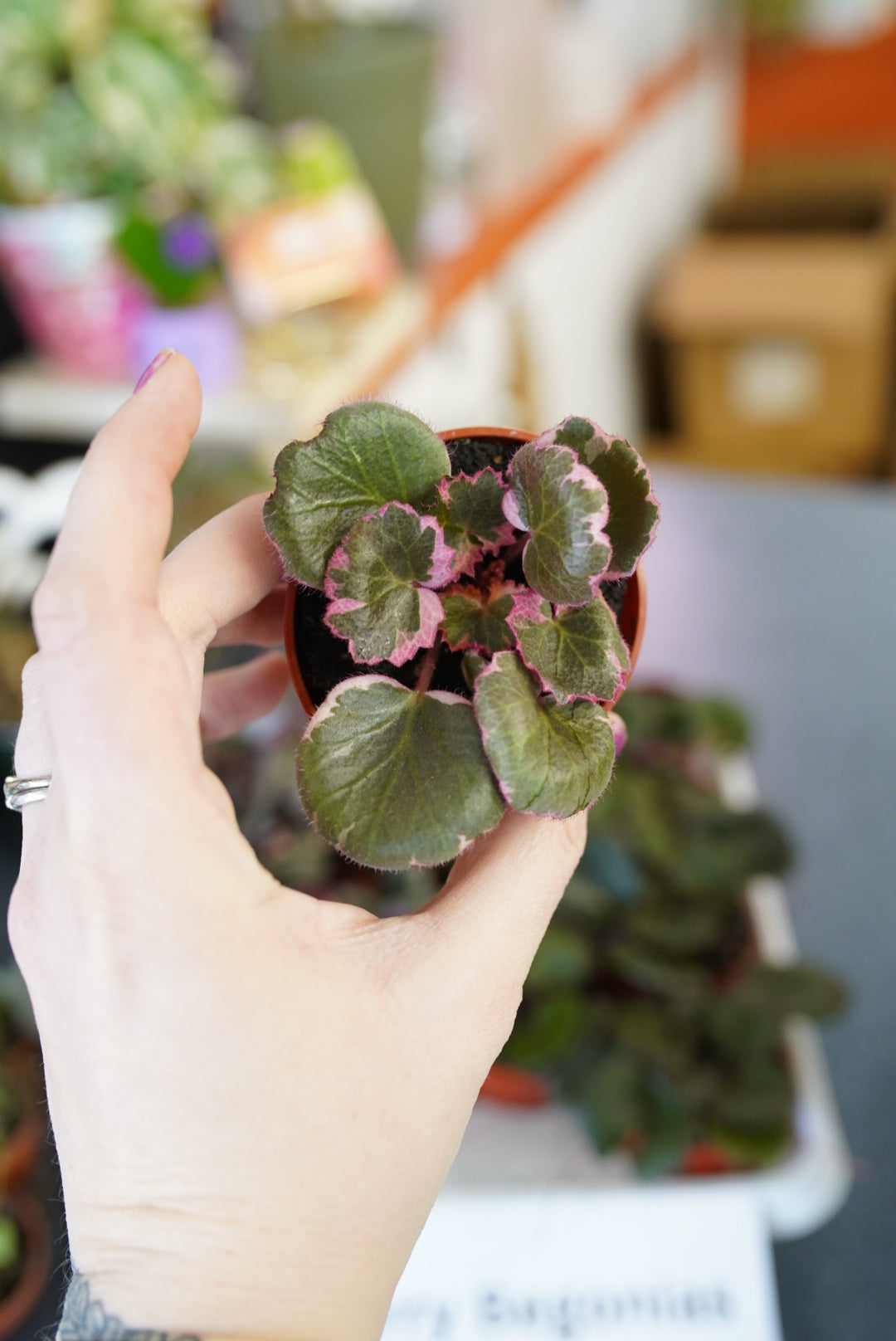 Saxifraga stolonifera 'Strawberry Begonia'