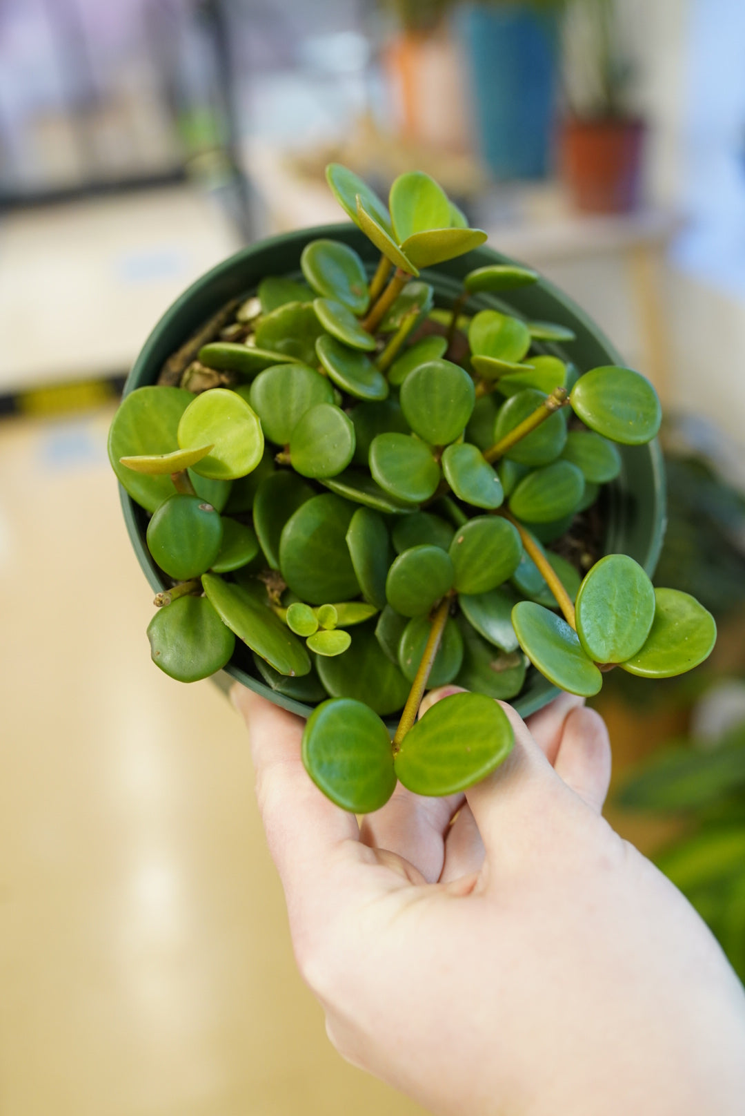Peperomia tetraphylla 'Hope'