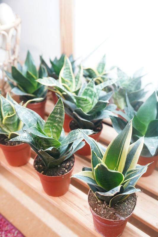 Sansevieria 'star power'
