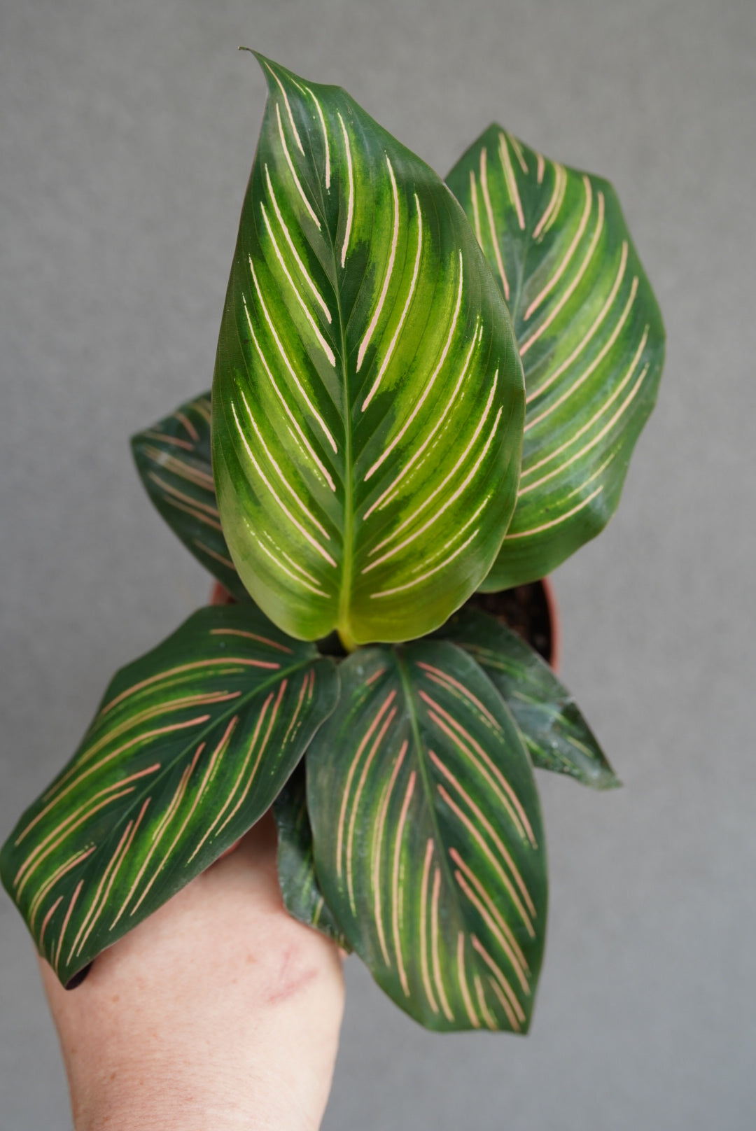 Calathea Beauty Star
