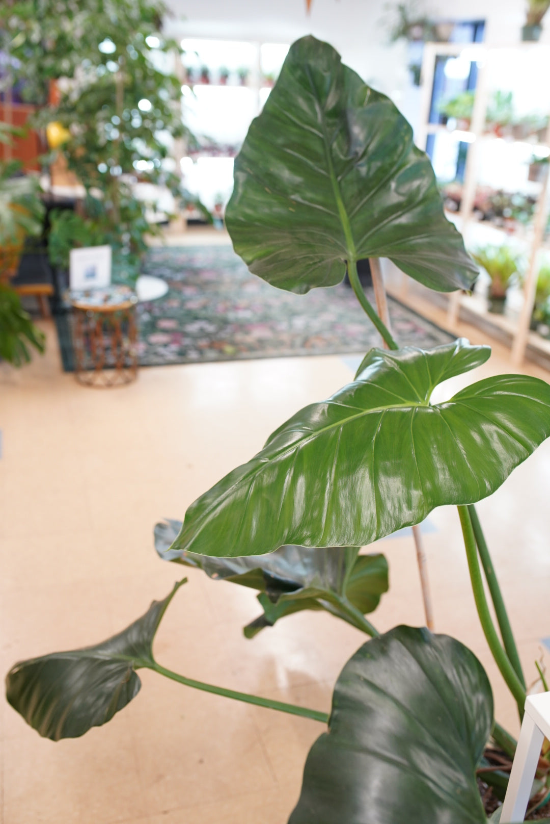 Philodendron Giganteum