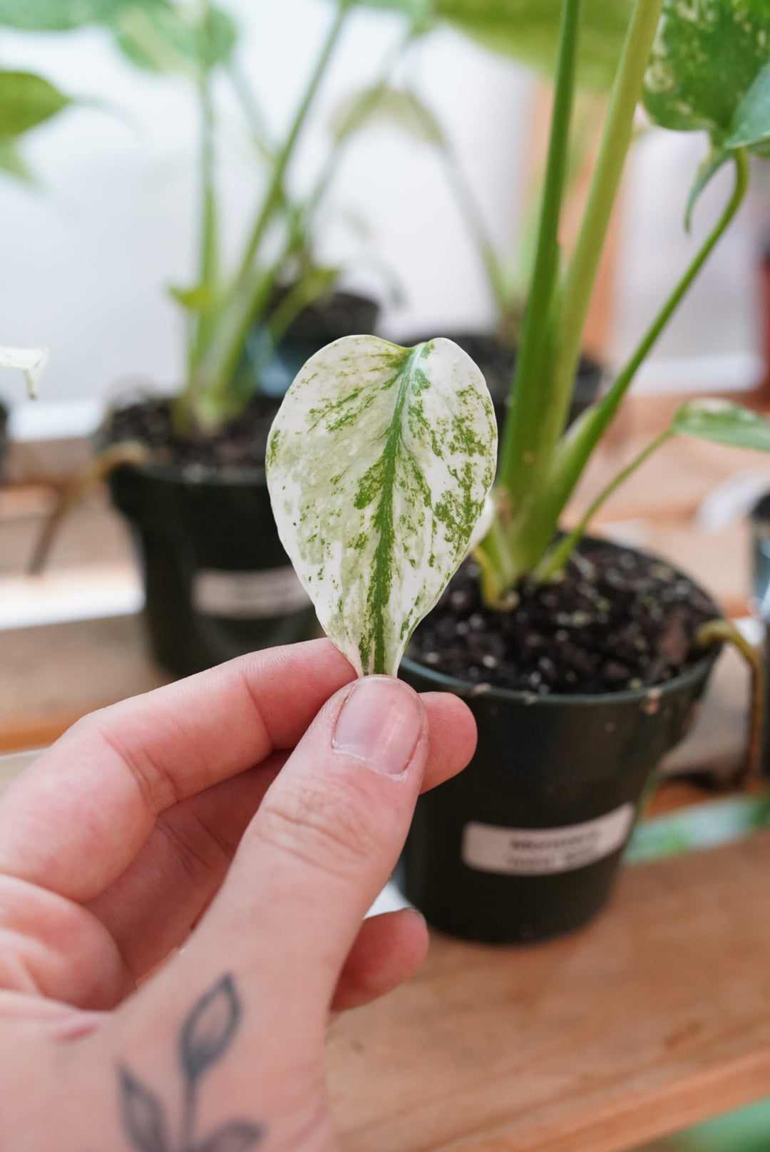 Monstera Mint