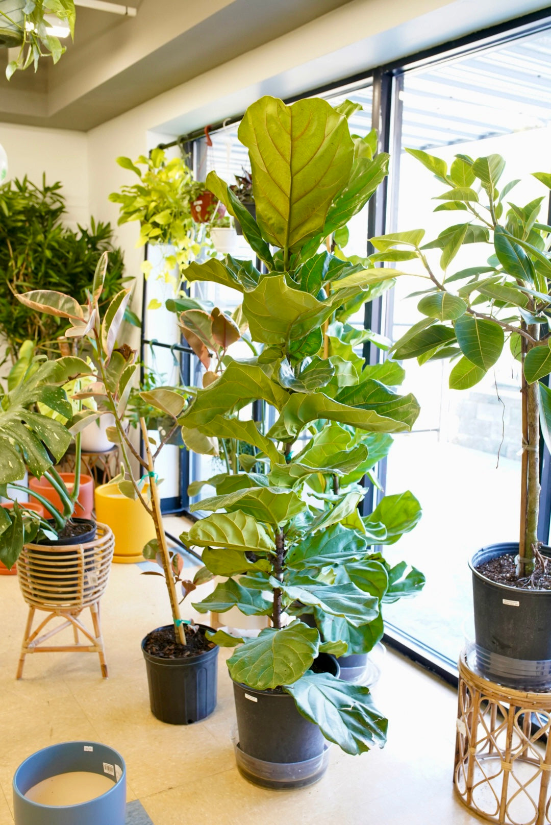 Ficus lyrata 'Fiddle Leaf Fig'