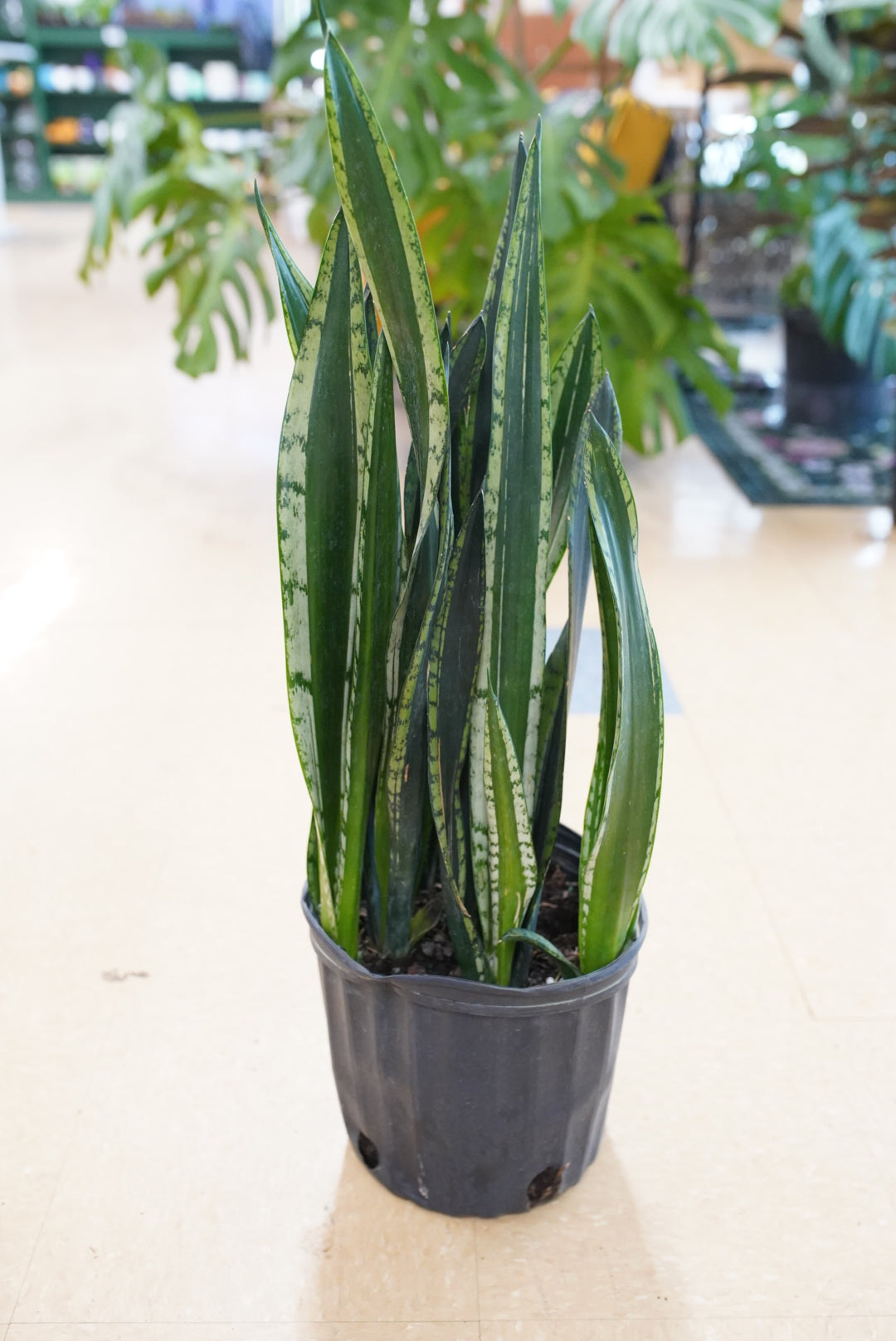 Sansevieria 'Silver Flame'