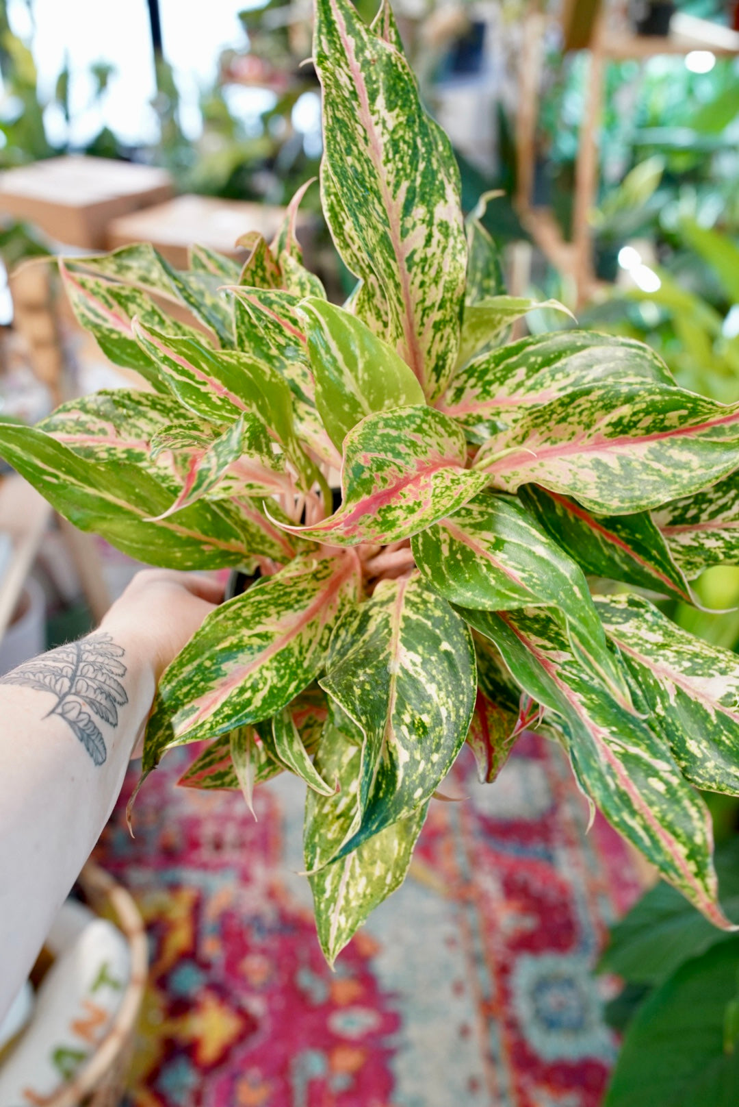 Aglaonema Sparkling Sarah