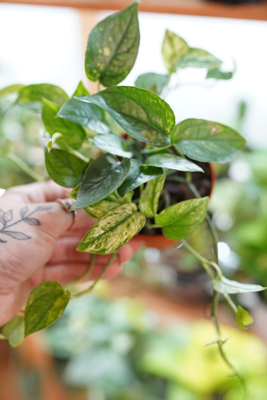 Epipremnum pinnatum 'Cebu Blue Variegated'