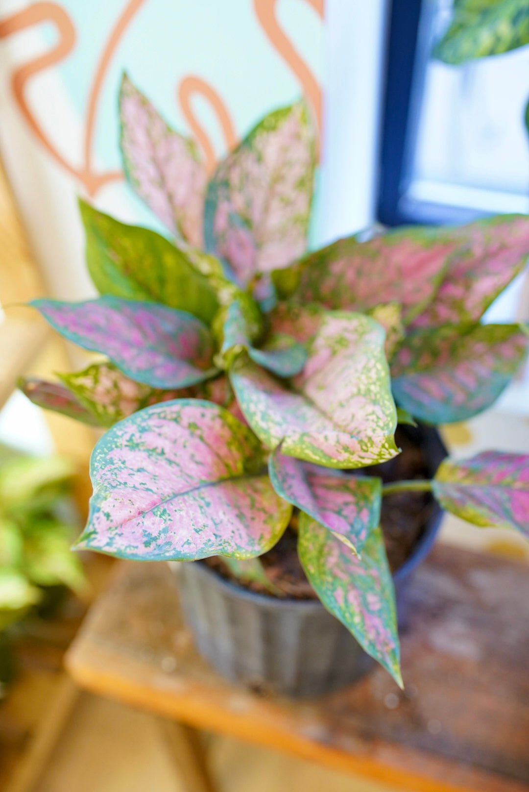 Aglaonema 'Ruby'