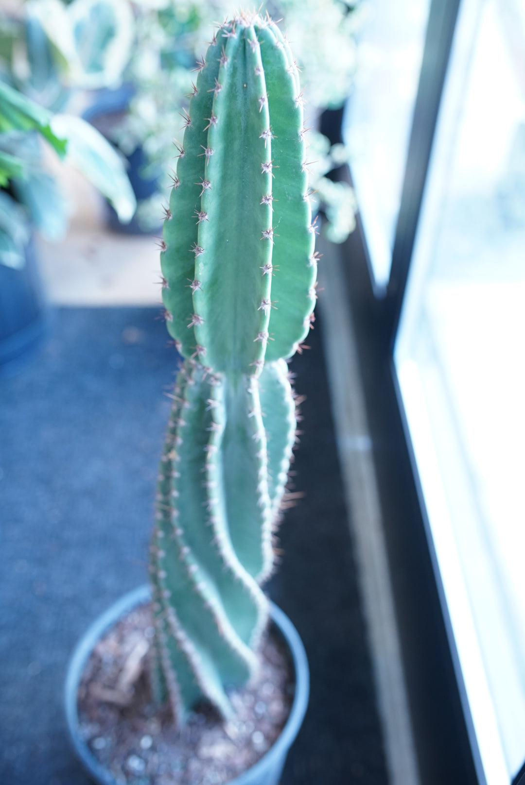 Cereus Peruvianus 'swirl'