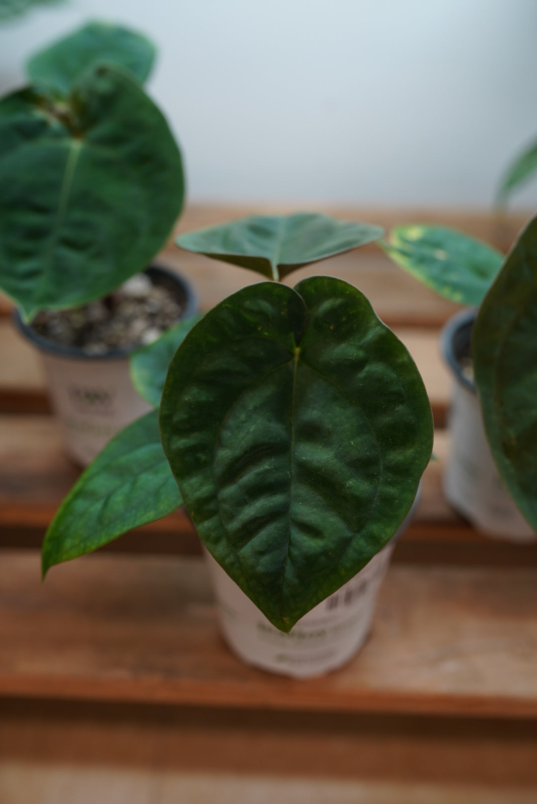 Anthurium Papillilaminum X Dressleri