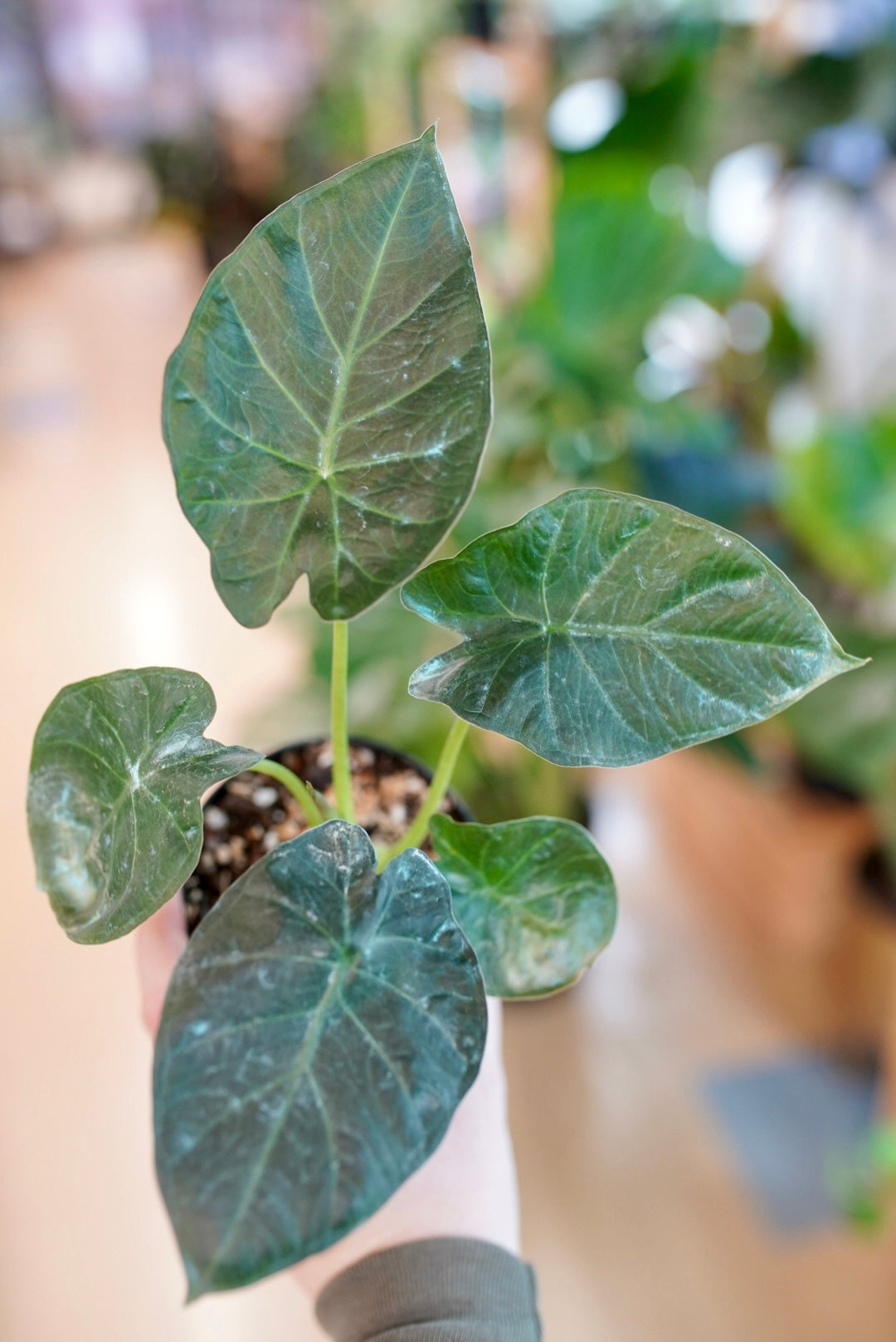 Alocasia Regal Shield