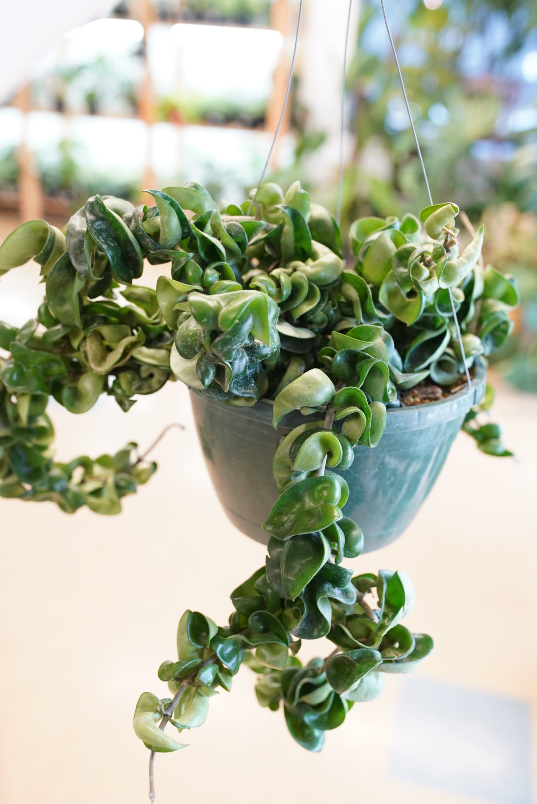 fertilizer for hindu rope plant Hoya carnosa 'Compacta'