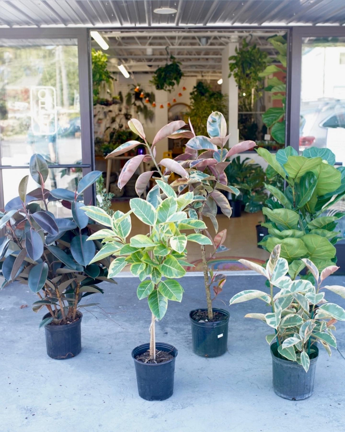 Ficus Elastica ‘Ruby’
