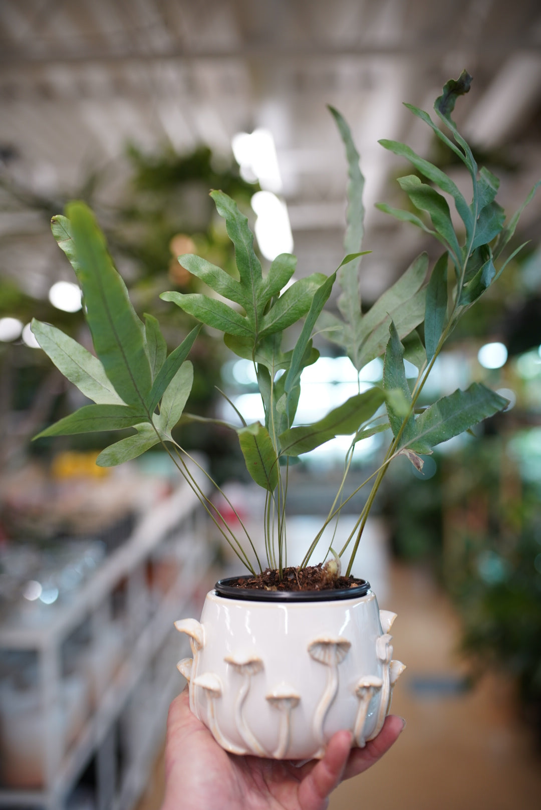 Three Dimensional Mushroom Planter