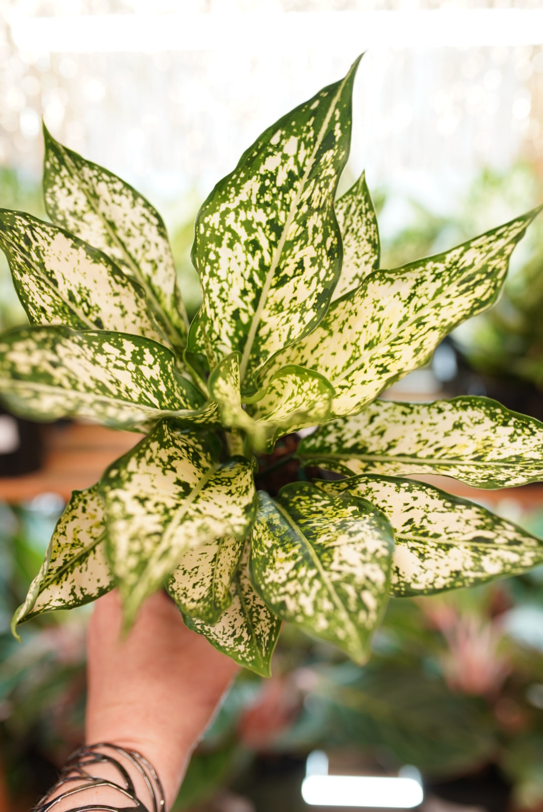Aglaonema (Chinese Evergreen) 'Spring Snow'