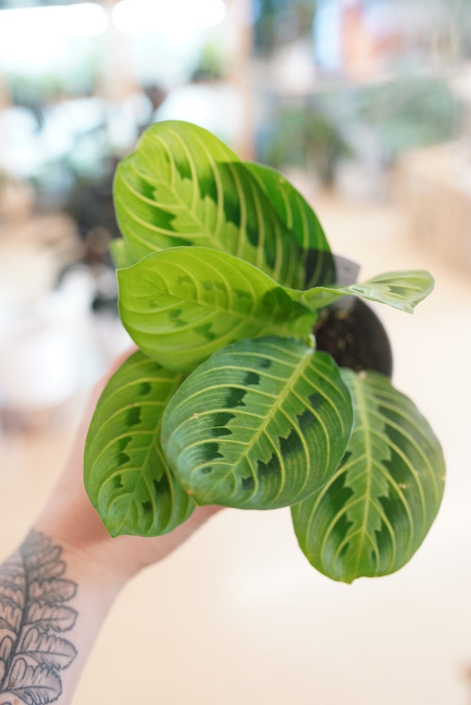 Green Maranta “Prayer Plant"