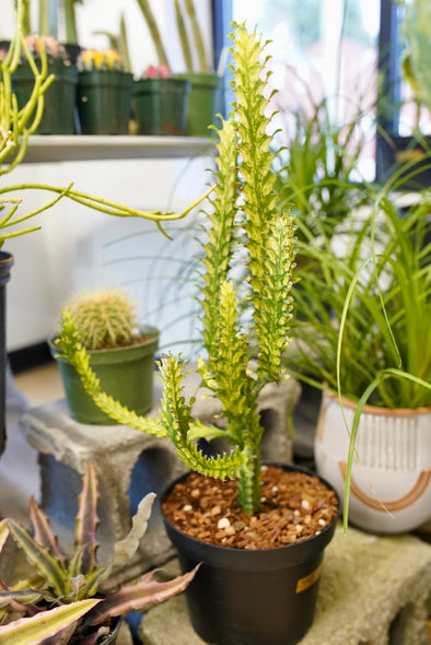 Euphorbia 'Dragon Bones'