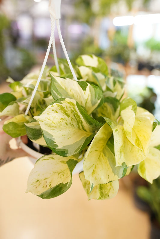 Epipremnum Aureum ‘Manjula' Pothos