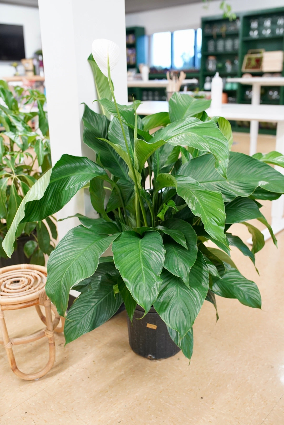 Spathiphyllum Peace Lily