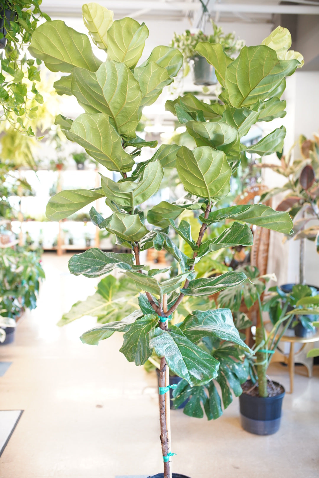 fiddle leaf fig column Ficus lyrata 'Fiddle Leaf Fig' – Ruby Flora Plant Shop
