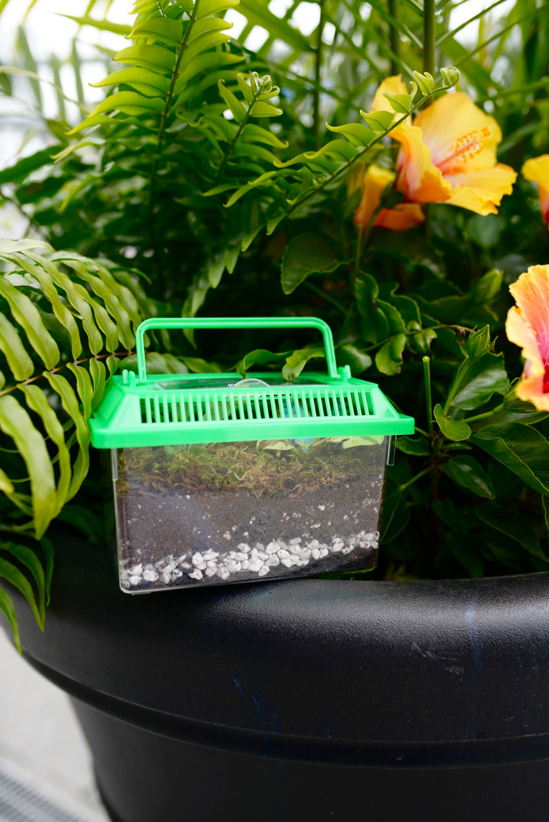 Kids Bioactive Terrarium Creating - Saturday, June 20