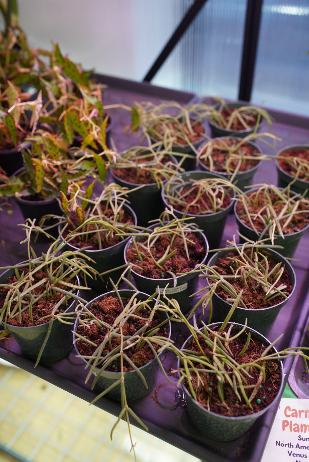 Hoya Linearis