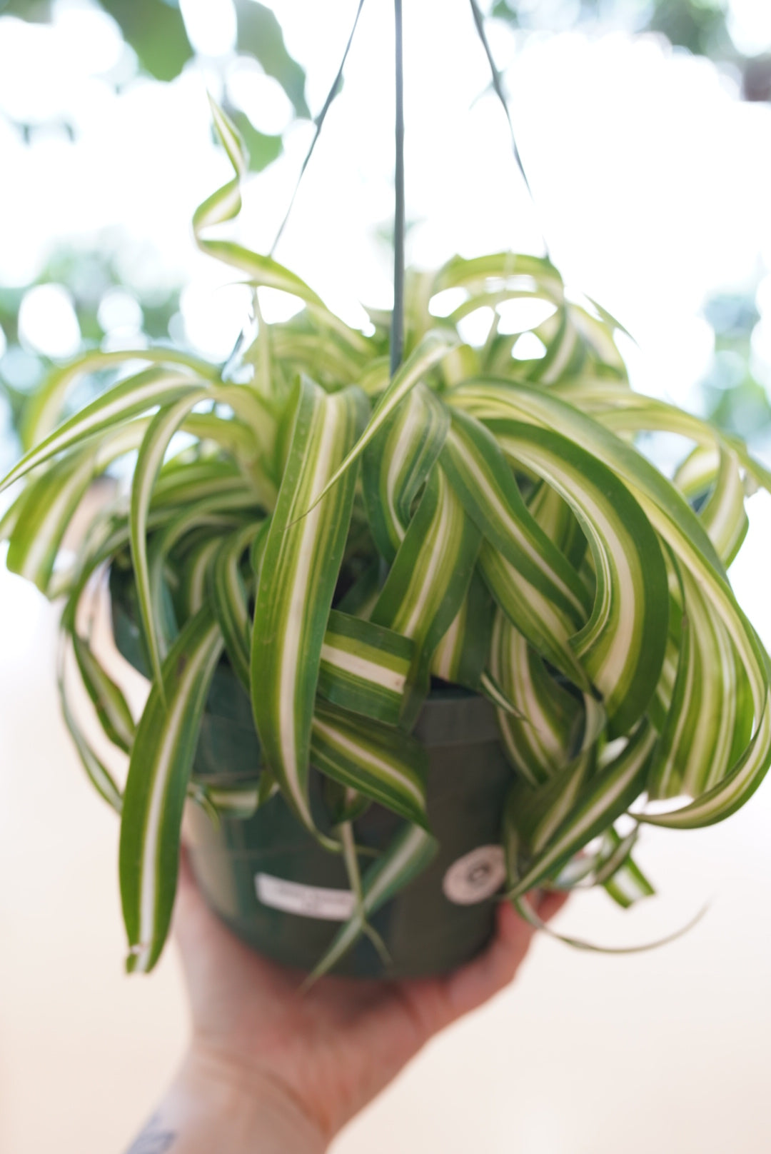 Ruby Flora Plant Shop