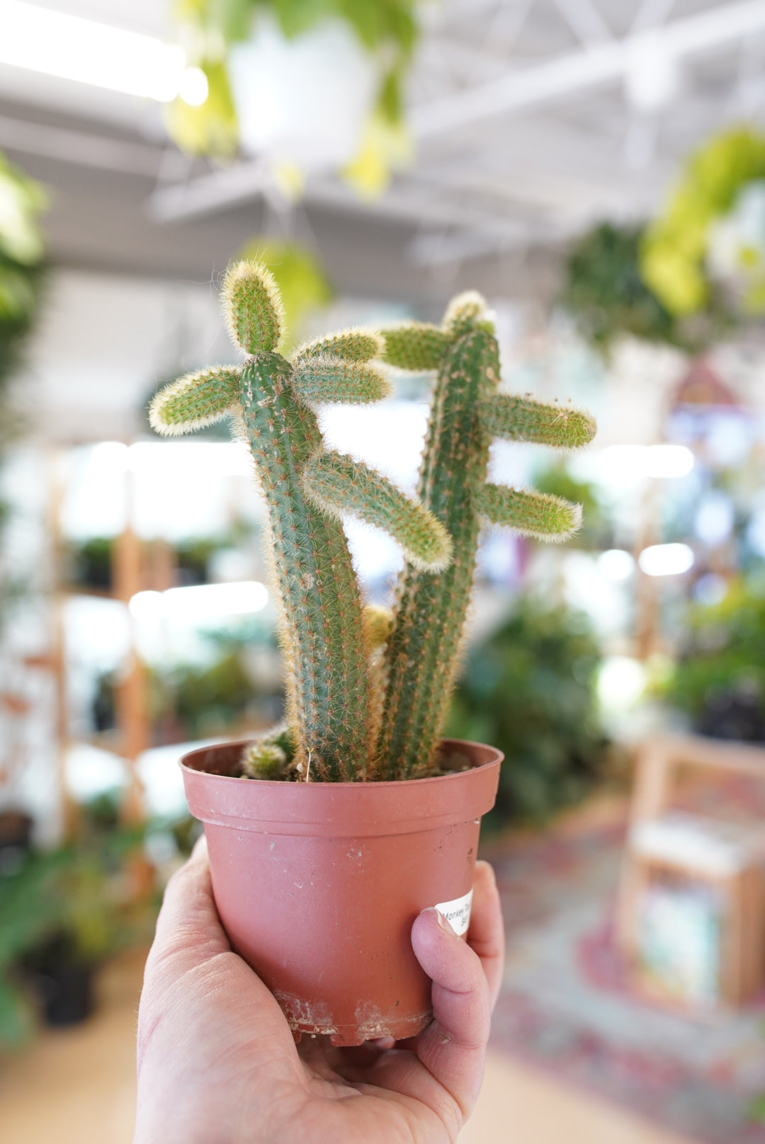 Monkey Tail Cactus 'Hildewintera colademononis'