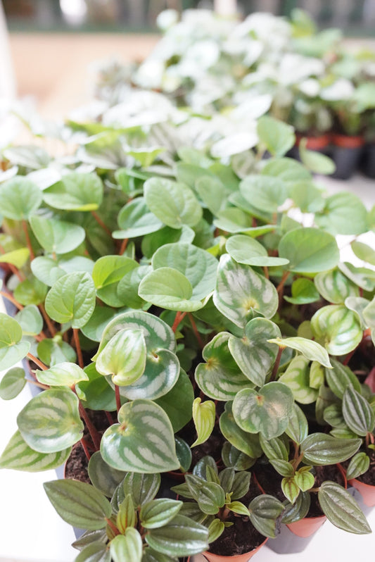 2" Assorted Peperomia