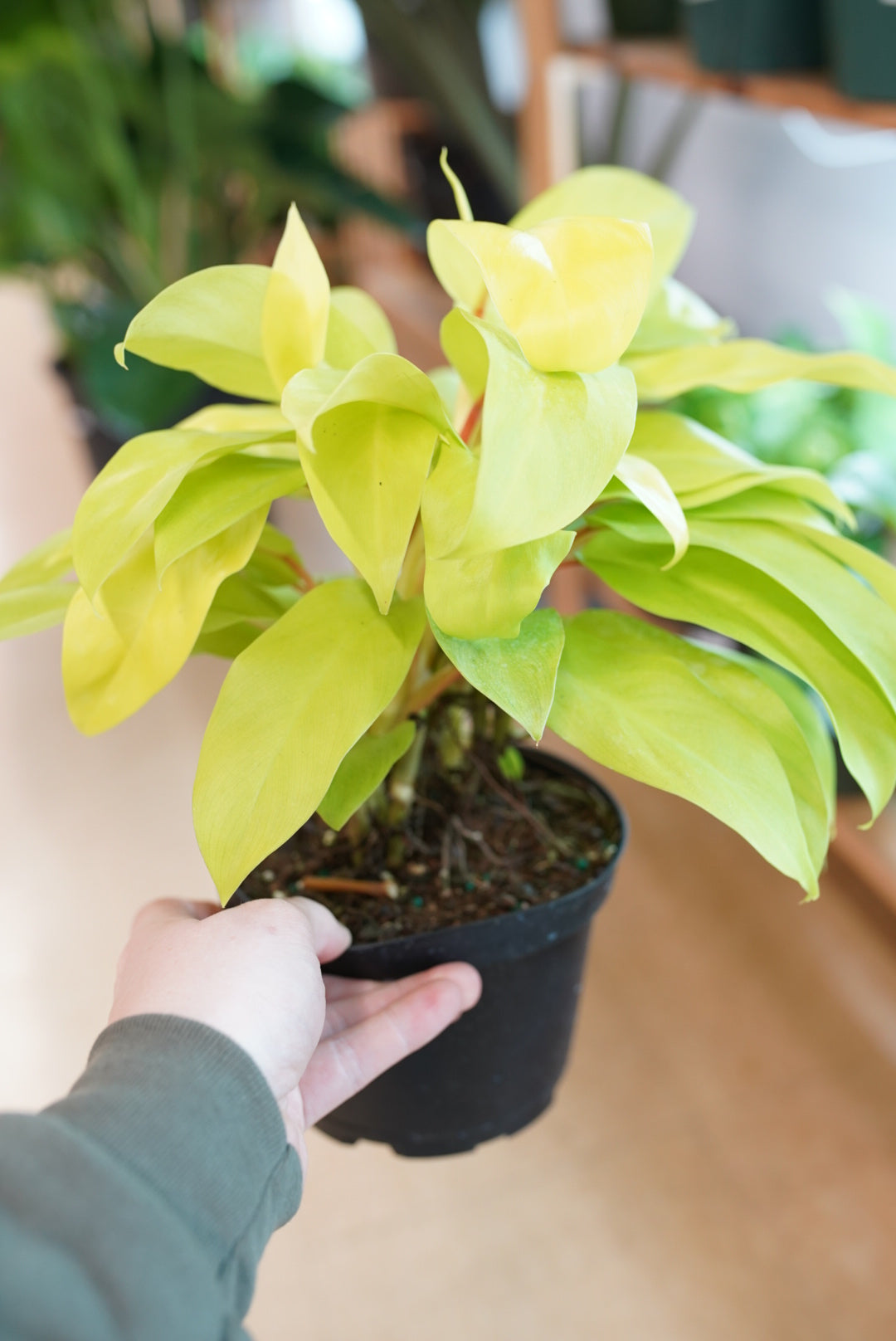 Philodendron Golden Goddess