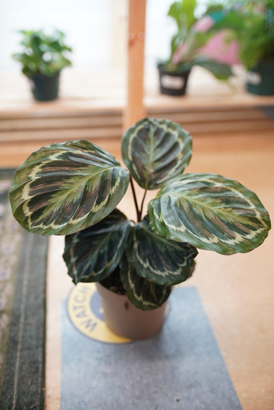 Calathea Roseopicta 'Marion'