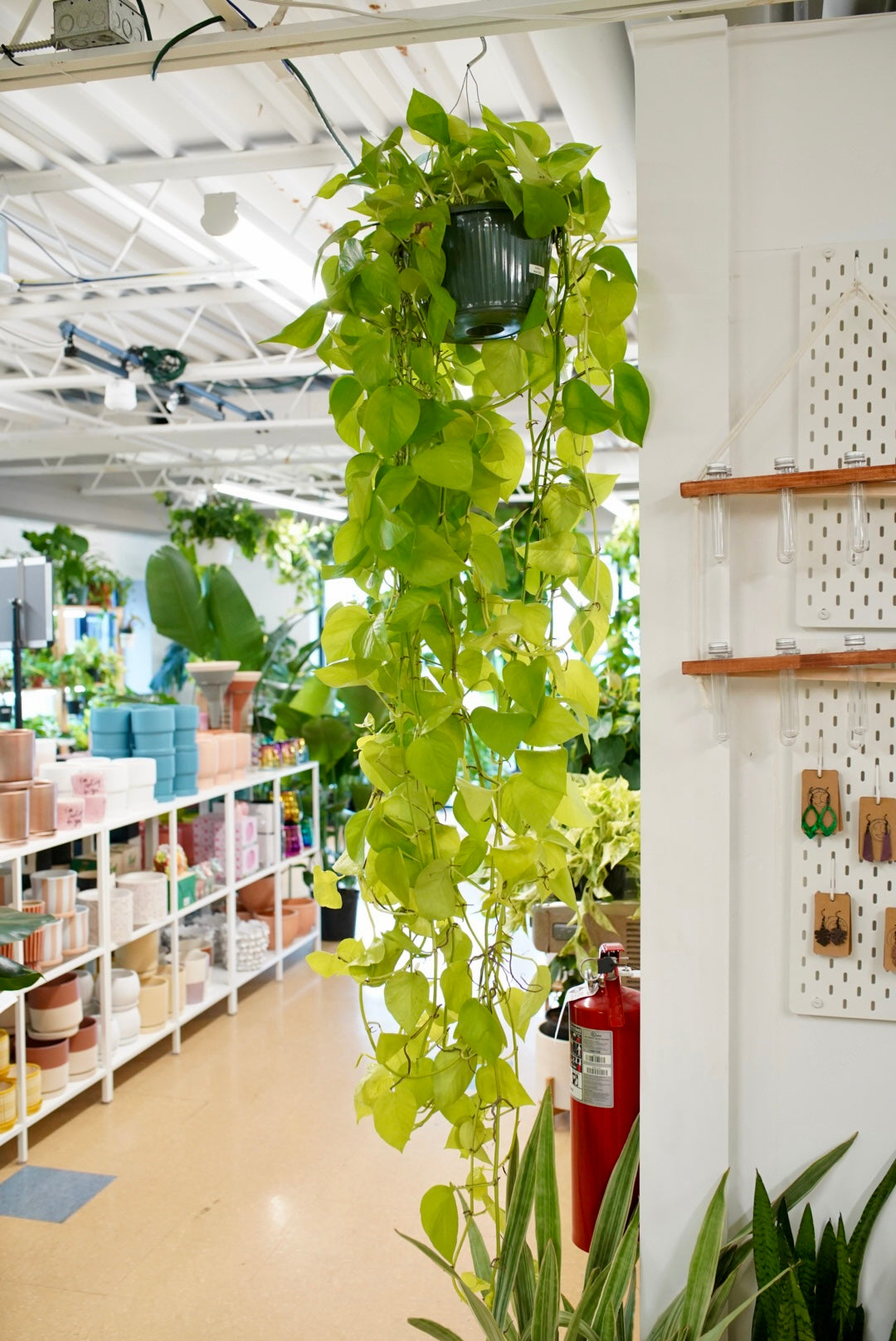 Epipremnum Aureum 'Neon' Pothos