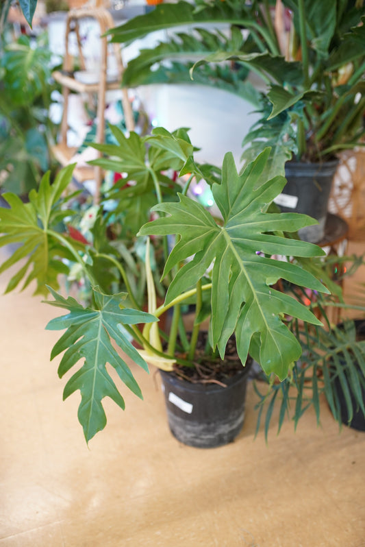 Philodendron Mayoi