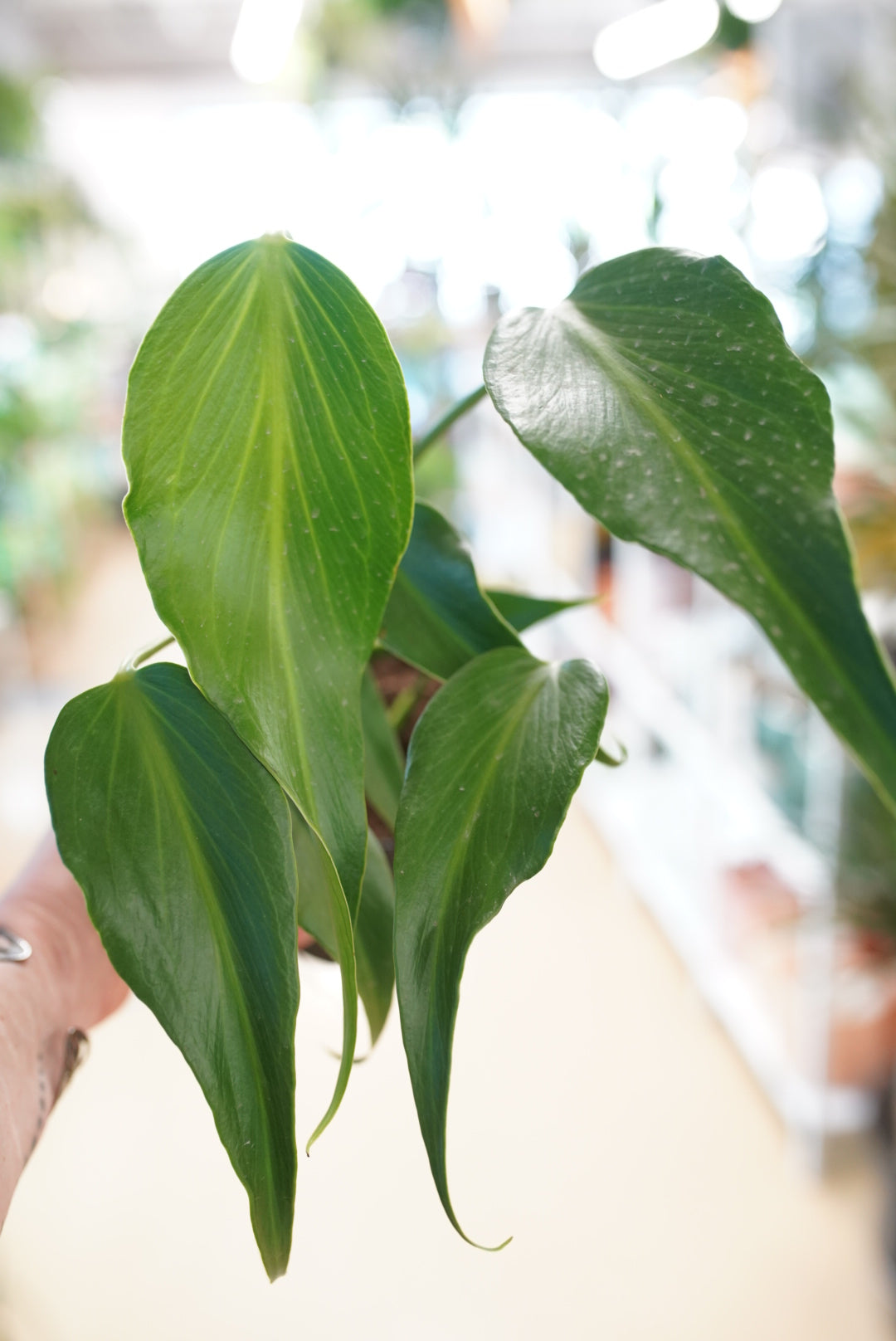 Monstera Burle Marx 'flame'