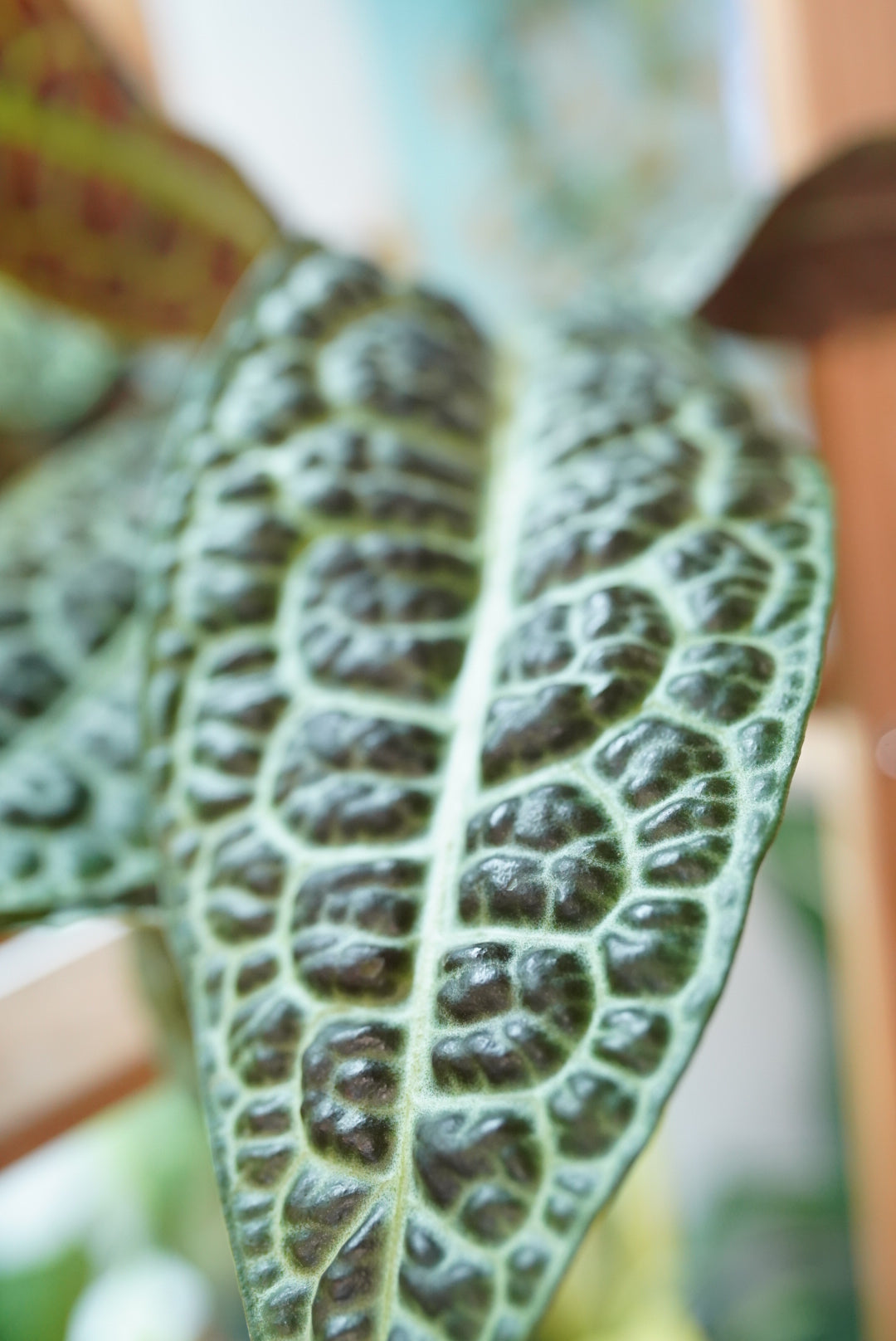 Labisia 'Kura Kura' Turtle Back