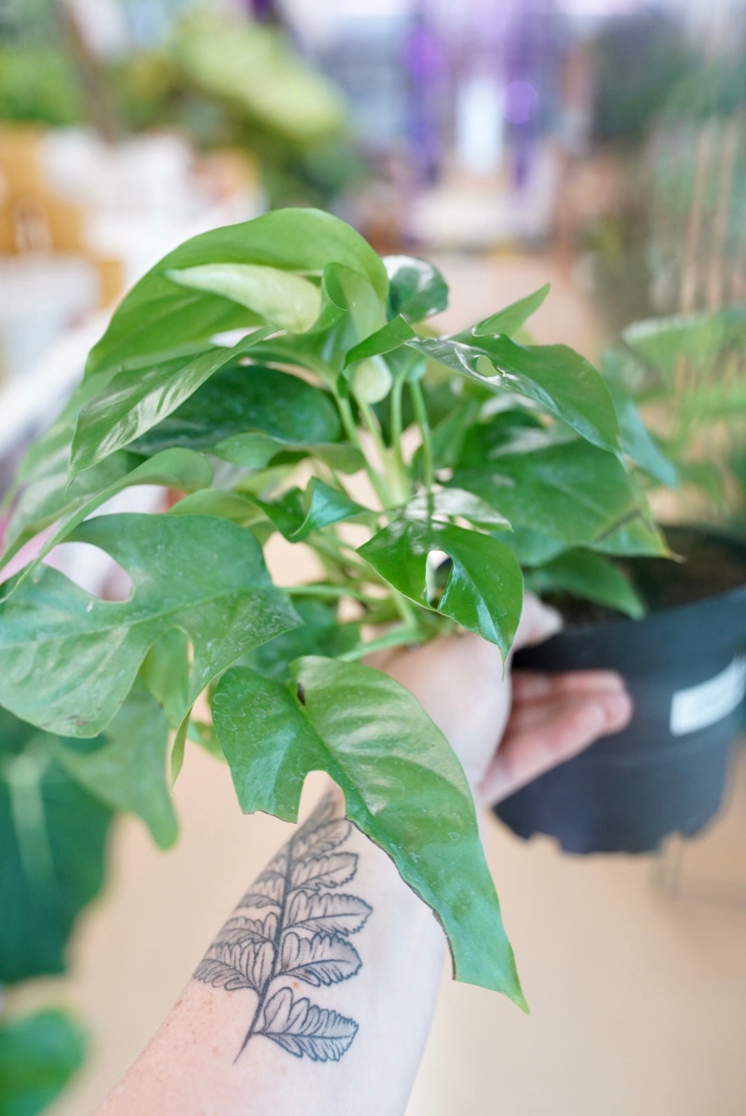 Rhaphidophora Tetrasperma or AKA Mini Monstera