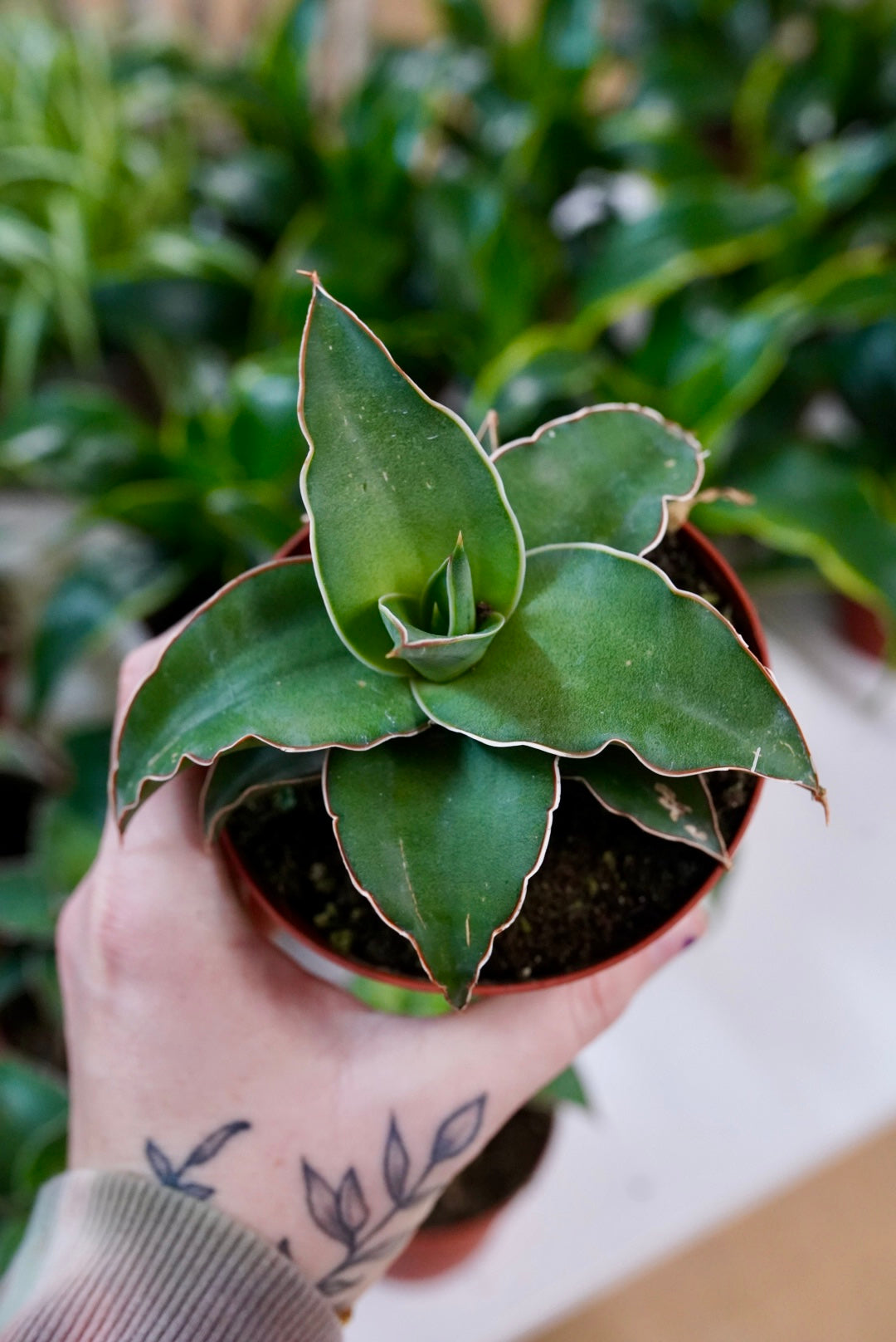 Sansevieria 'Blue Kew'