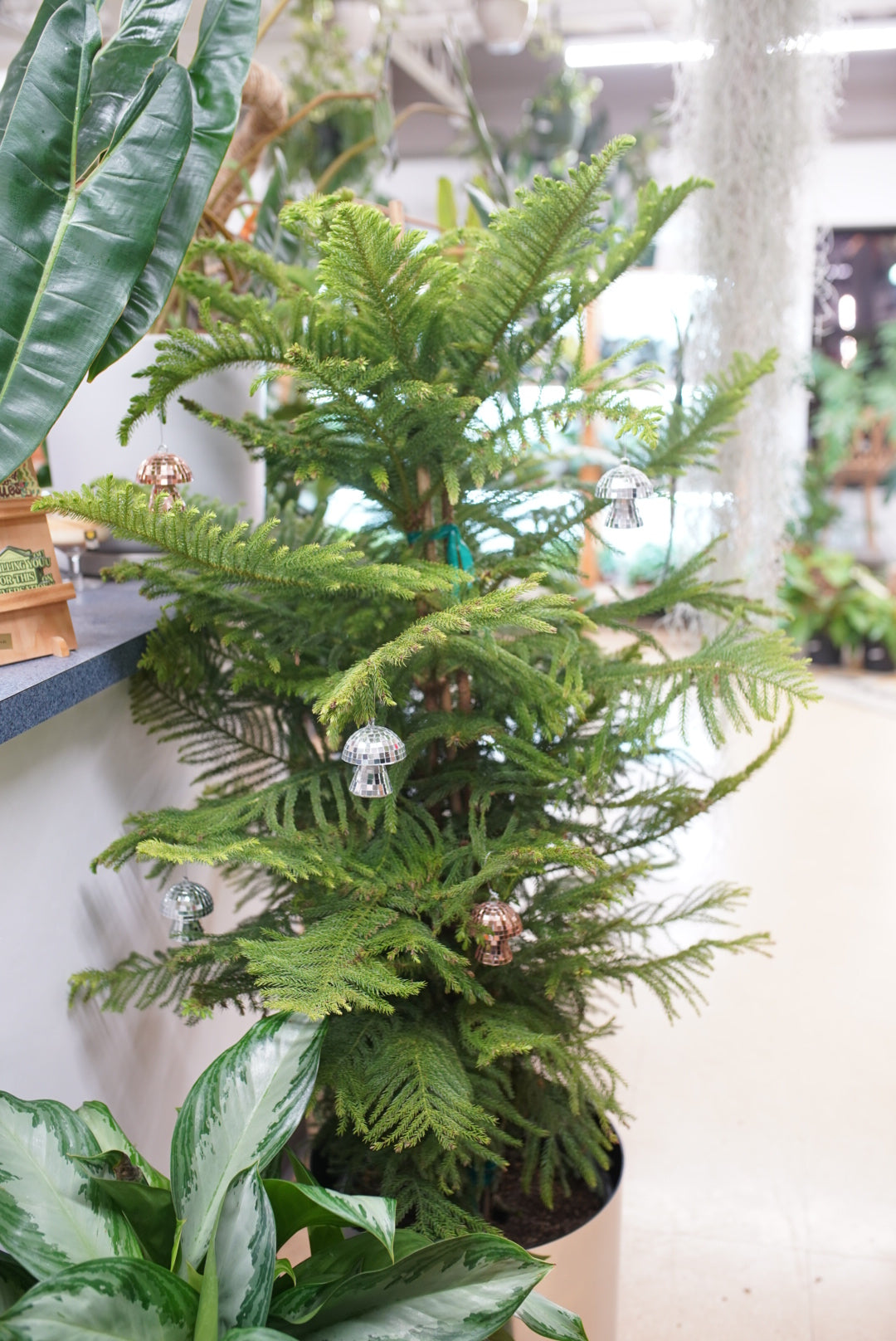 Norfolk Pine