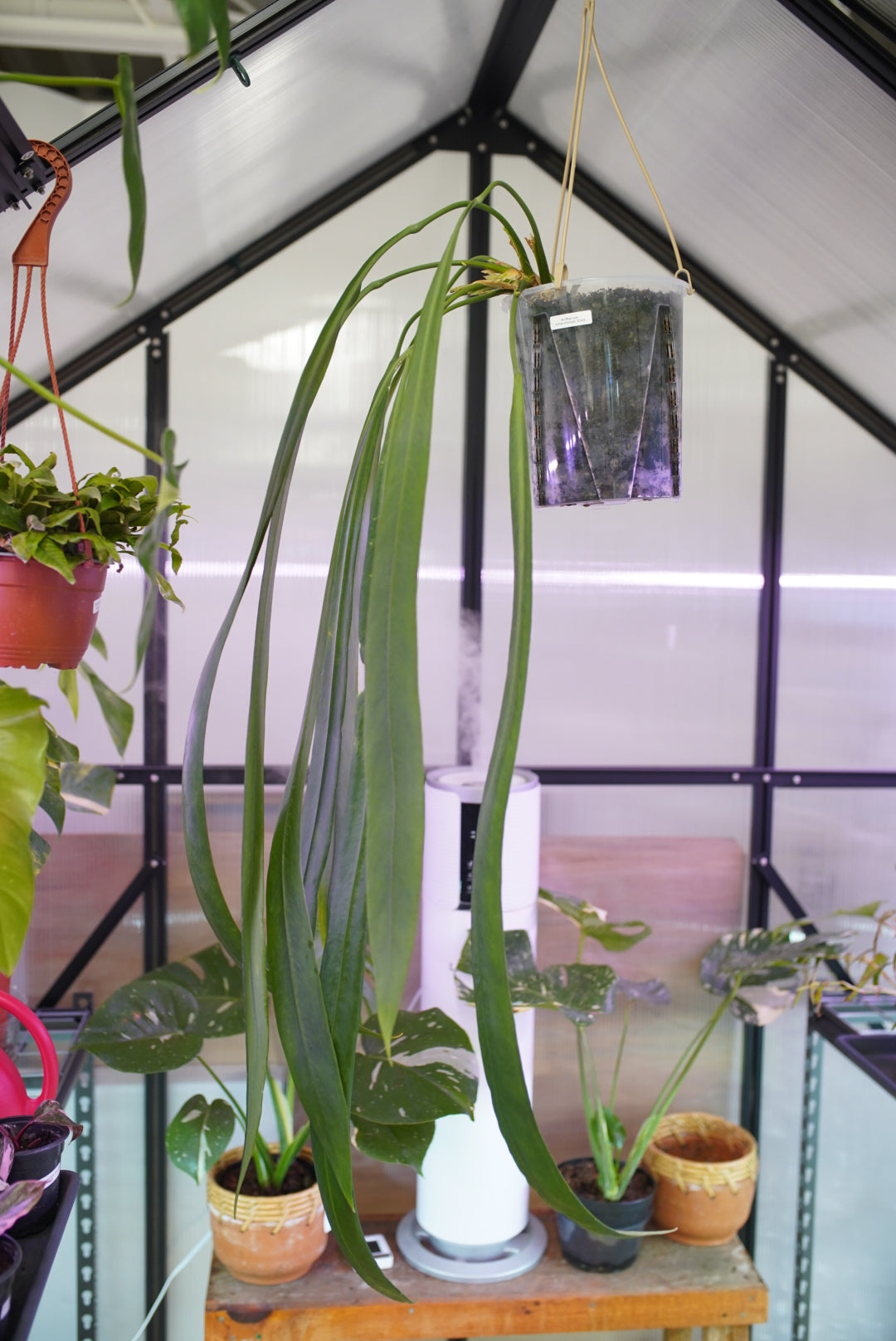 Anthurium vittarifolium