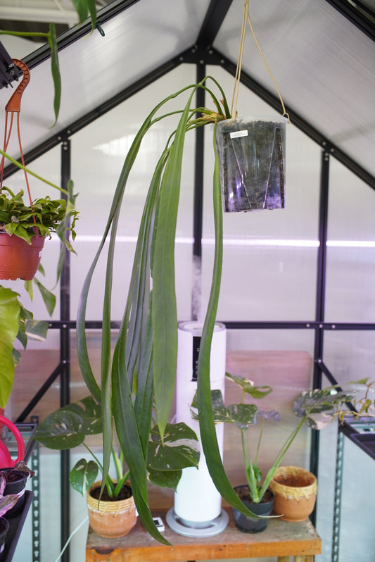 Anthurium vittarifolium