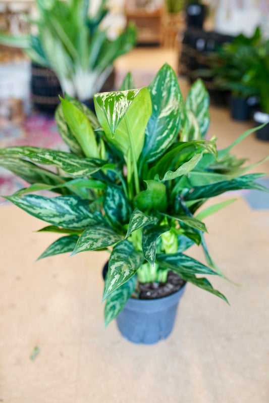 Aglaonema Tigress