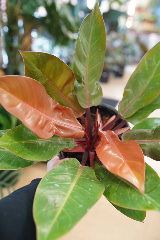 Philodendron Prince of Orange