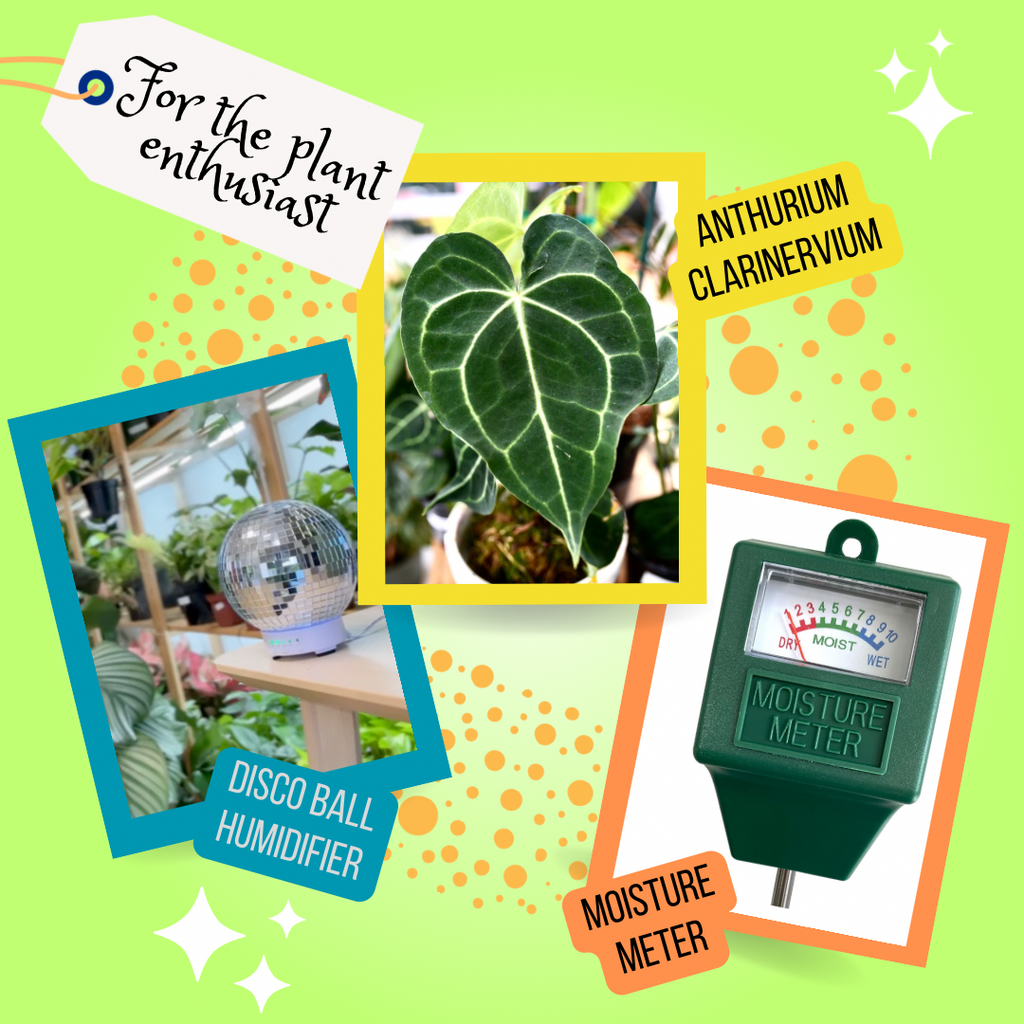 For the Plant Enthusiast - Gift Bundle